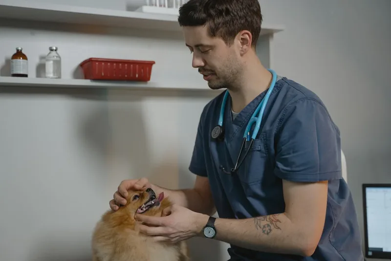 Consultație veterinară